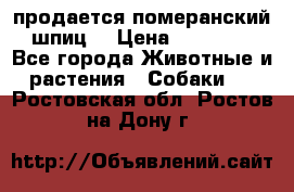 продается померанский шпиц  › Цена ­ 35 000 - Все города Животные и растения » Собаки   . Ростовская обл.,Ростов-на-Дону г.